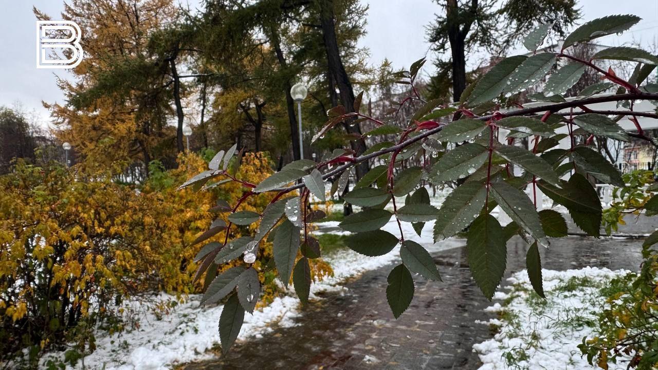 Мокрый снег и плюсовая температура ожидаются в Мурманской области 29 ноября