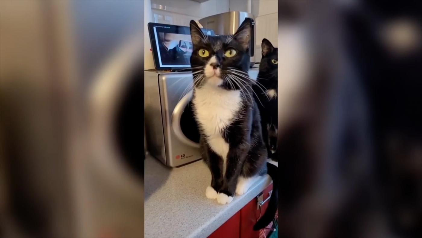 Поздравляем победителя конкурса &quot;У меня лапки&quot;