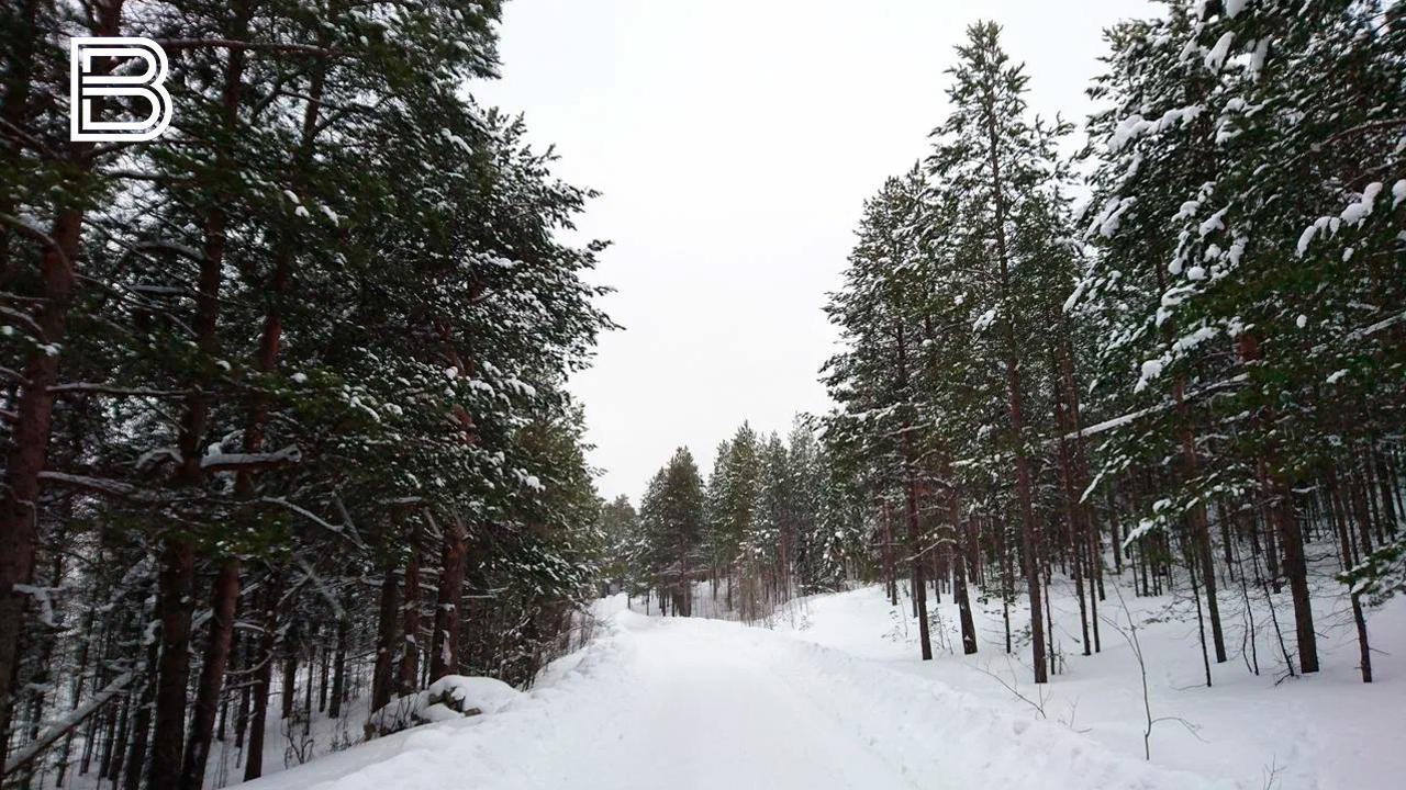 Забронировать живую ель для вырубки можно на порте &quot;Наш Север&quot;