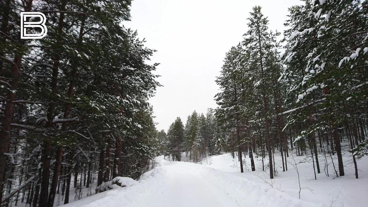 Мурманская область стала лидером по предоставлению лесных участков по программе &quot;Арктический гектар&quot;
