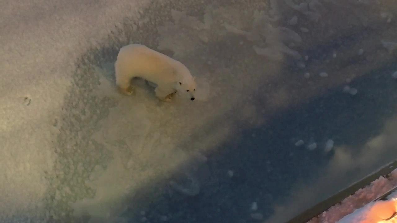 Белый медведь навестил экипаж ледокола &quot;50 лет Победы&quot;