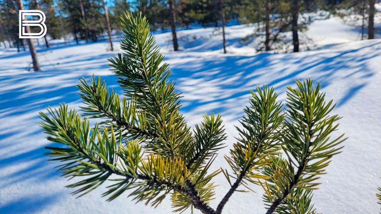 Прогноз погоды по Мурманской области на 16 декабря