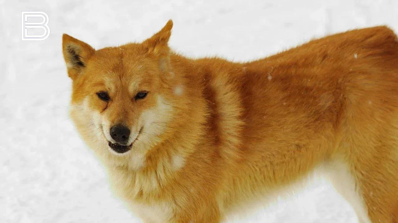 Владельцев собак предупредили об обработке улиц антигололедными реагентами