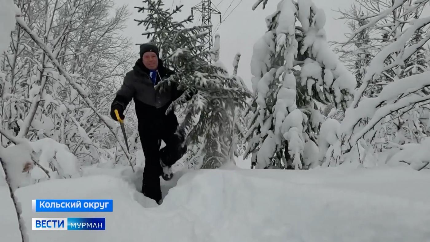 "Теперь она нарядная на праздник к нам пришла": бюджетный способ украсить свой дом зеленой красавицей